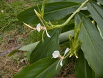 vignette Hedychium forrestii (cult.)