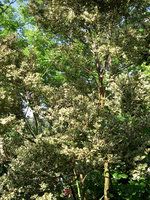vignette Luma apiculata 'Variegata'