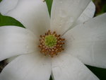 vignette Magnolia denudata