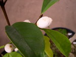 vignette Michelia 'Allspice', hybride entre Michelia doltsopa et Michelia figo