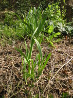 vignette Allium ampelosprasum - Ail d'Orient, Poireau perpétuel