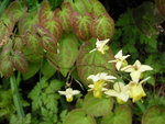 vignette Epimedium