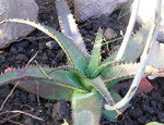 vignette Aloe petrophila