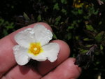 vignette Cistus ?