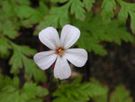 vignette Geranium robertianum  'Alba' - Herbe à robert à Fleur Blanche