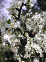 vignette Prunus spinosa - Prunellier
