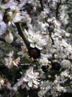 vignette Prunus spinosa - Prunellier