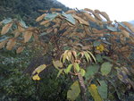 vignette Schefflera macrophylla CHB06.VI15