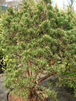 vignette Pinus mugho mughus