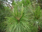 vignette Pinus radiata = Pinus insignis