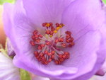 vignette Abutilon vitifolium = Corynabutilon vitifolium /  Malvaceae - Malvacées