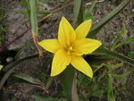 vignette Tulipa urumiensis