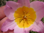 vignette Tulipa saxatilis