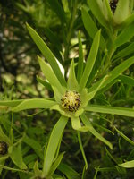 vignette Leucadendron eucalyptifolium