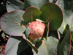 vignette Protea grandiceps - Prote