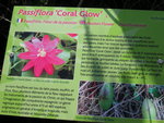 vignette Passiflora 'Coral Glow'