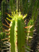 vignette Euphorbia submamillaris