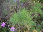 vignette Argyranthemum gracile
