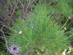 vignette Argyranthemum gracile