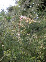 vignette Leptospermum ericoides