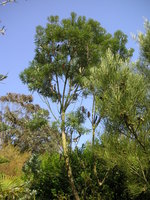 vignette Banksia seminuda