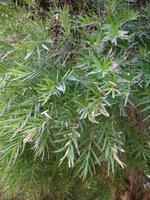 vignette Melaleuca linariifolia