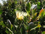 vignette Protea lanceolata