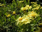 vignette Argyranthemum maderense