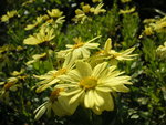 vignette Argyranthemum maderense