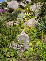 vignette Jardin Exotique de Roscoff, le rocher