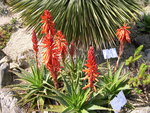 vignette Aloe x spinosissima