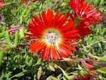 vignette Drosanthemum rouge