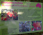 vignette Eucalyptus ficifolia, gommier  fleurs rouges