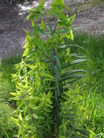 vignette Euphorbia lathyrus = Euphorbia lathyris - Euphorbe purge