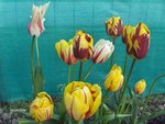 vignette tulipes(nouvelles fleurs)