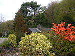 vignette Embothrium coccineum au Jardin Public du Stang Alar