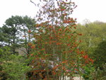 vignette Embothrium coccineum au Jardin Public du Stang Alar