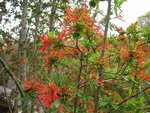 vignette Embothrium coccineum au Jardin Public du Stang Alar