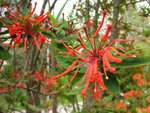 vignette Embothrium coccineum au Jardin Public du Stang Alar