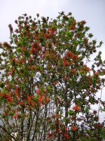 vignette Embothrium coccineum au Jardin Public du Stang Alar