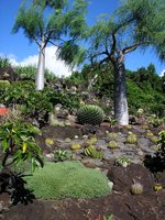 vignette succulente d'un jardin de la Réunion