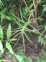 vignette infructescence de wallitchia oblongifolia