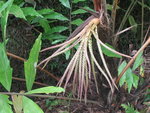 vignette inflorescence femelle de wallitchia oblongifolia