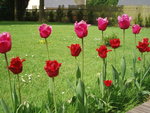 vignette tulipes frangées