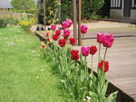 vignette Tulipes frangées 1