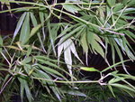 vignette Acer palmatum 'Scolopendriifolium'