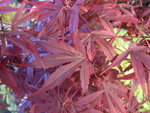 vignette Acer palmatum 'Shaina'