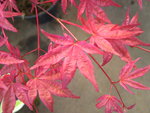 vignette Acer palmatum 'Shindeshj'