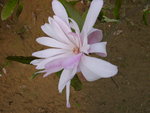vignette Magnolia stellata 'Rosea'
