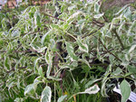vignette Cornus alternifolia 'Argentea' = Cornus alternifolia 'Variegata'' = Swida alternifolia, cornouiller  feuilles alternes panaches